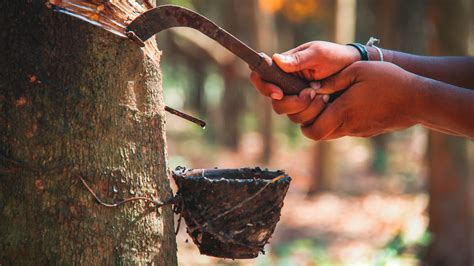 Völkermord im Amazonas:  A Look at Brazil’s Controversial “Rubber Baron” –  Vítorino Carmignano and the Brutality of Rubber Harvesting in the Early 20th Century